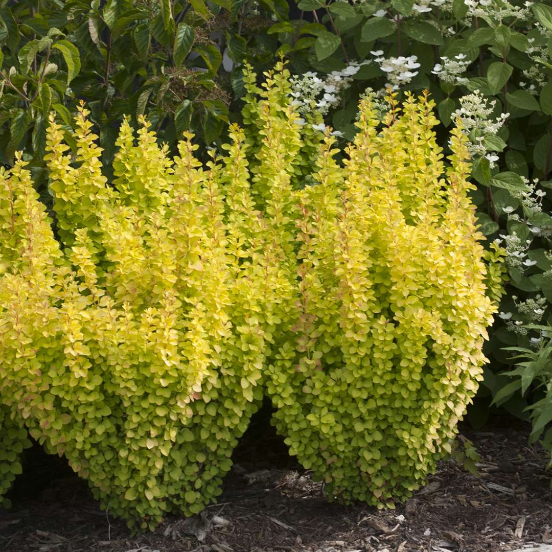 Sunjoy Gold Pillar Berberis with bright yellow foliage in landscape